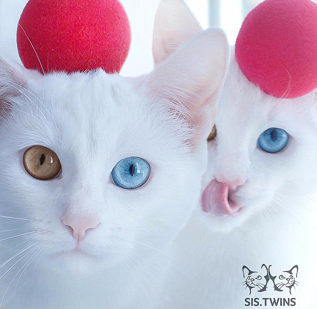 ‘귀염주의’! 양 눈 색깔 다른 쌍둥이 고양이 화제