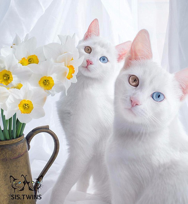 ‘귀염주의’! 양 눈 색깔 다른 쌍둥이 고양이 화제
