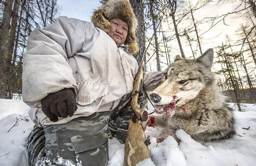 시베리아 늑대와의 전쟁 선포, 늑대 가죽 400달러