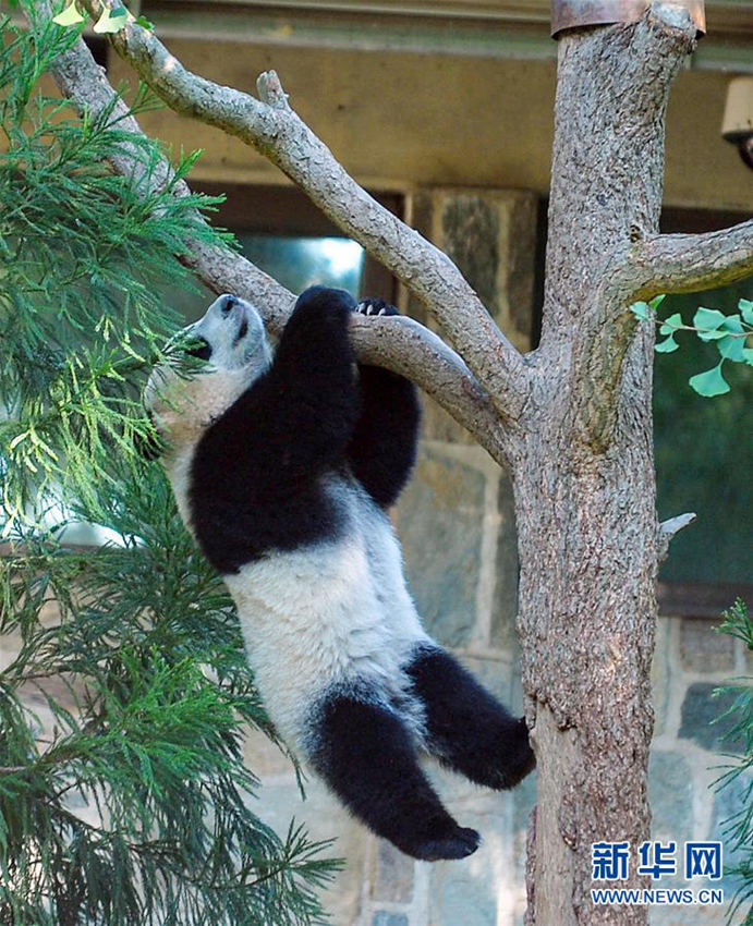 워싱턴 동물원 판다 ‘베이베이’의 돌잔치