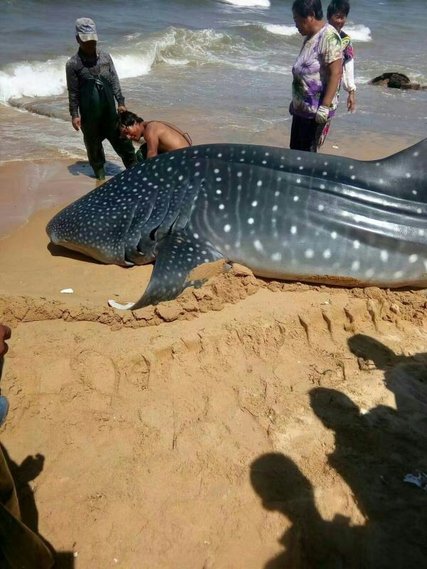 산둥 옌타이 1.5톤 고래상어 잡은 어민