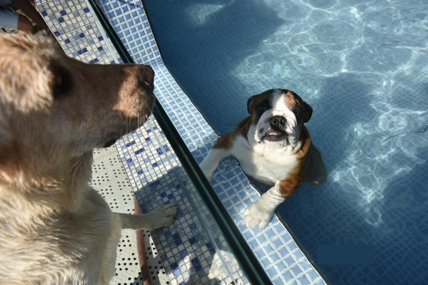 폭염에 반려동물 수영장 인기, 예약 줄이어