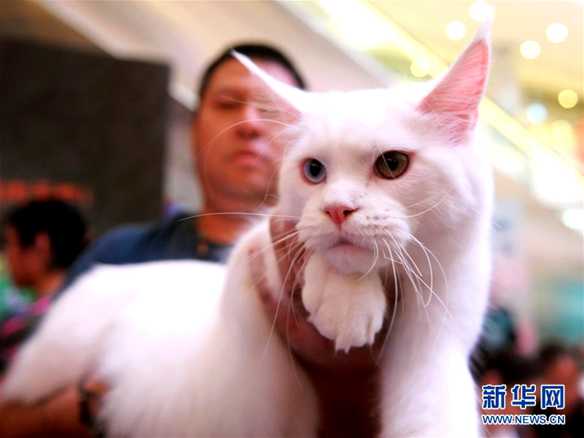 청두 제23회 WCF 국제 순종 고양이 전시회 개최