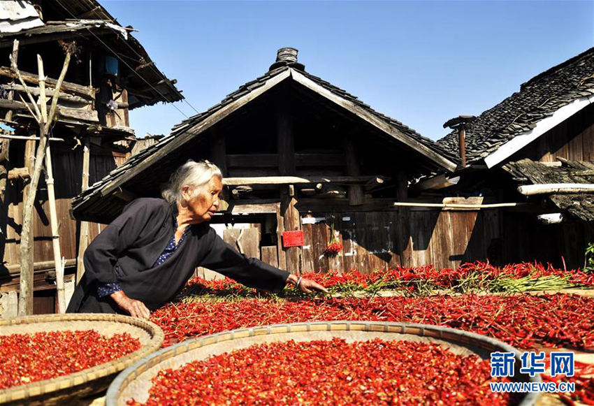 구이저우 충장현 동족 마을, 빨간 고추 풍년