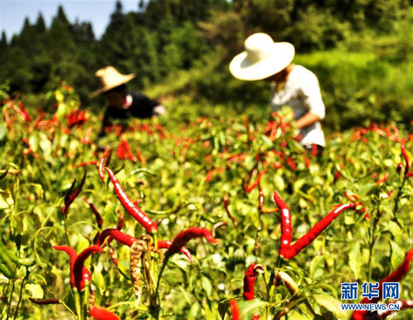 구이저우 충장현 동족 마을, 빨간 고추 풍년