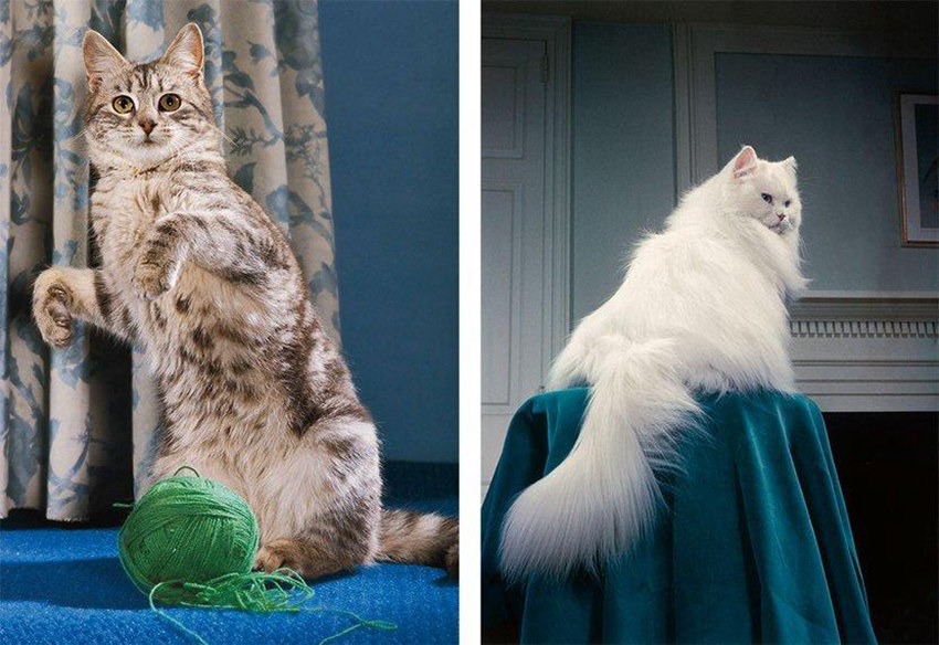 고양이 사진만 70년째 고집, 95세 고양이 전문 포토그래퍼