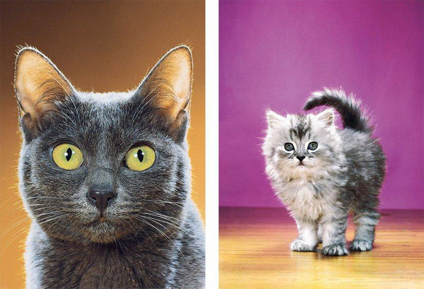 고양이 사진만 70년째 고집, 95세 고양이 전문 포토그래퍼