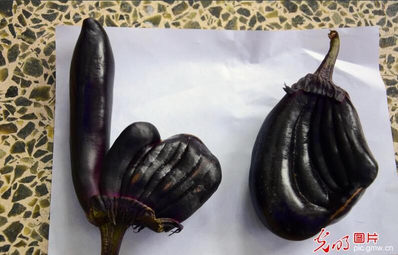 지린시 시장에서 구입한 ‘엄지척 모양 가지’, 신기해