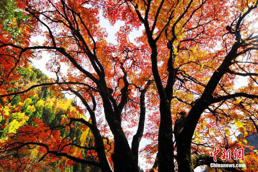 짙게 물든 가을빛, 쓰촨 헤이수이 알록달록 숲의 변신