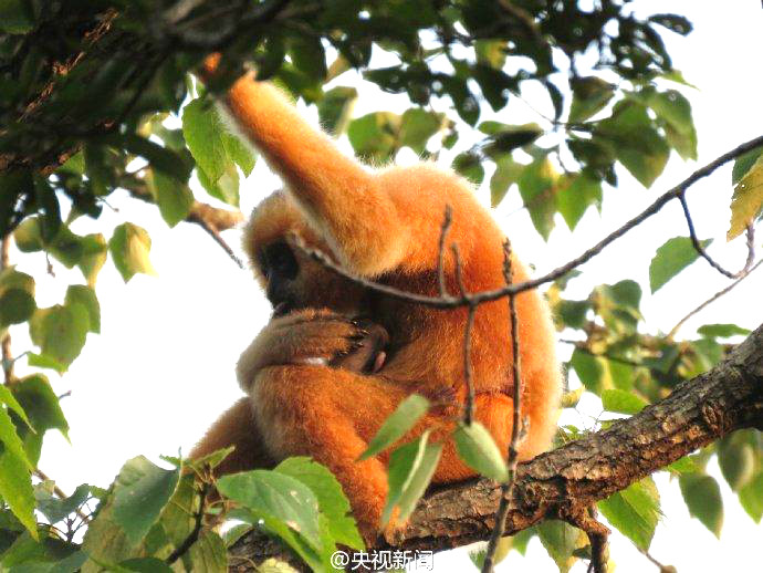 멸종위기 종, 하이난 긴팔원숭이 새끼 탄생