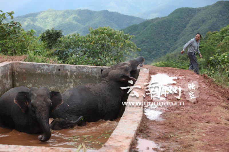 저수지에 빠진 동료 지키는 코끼리 무리, 구조작업 난항