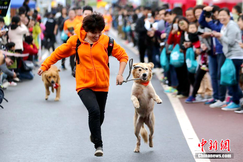 난징 ‘강아지 미니 마라톤’, 강아지 자존심 건 한판 승부