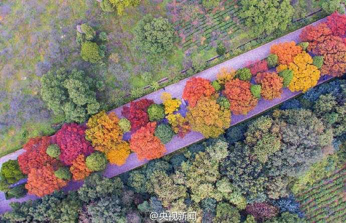 ‘가장 아름다운 600m’, 난징 명효릉 스샹로의 가을 풍경