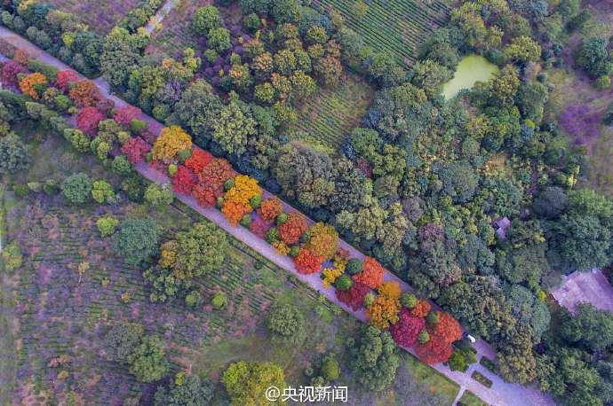 ‘가장 아름다운 600m’, 난징 명효릉 스샹로의 가을 풍경