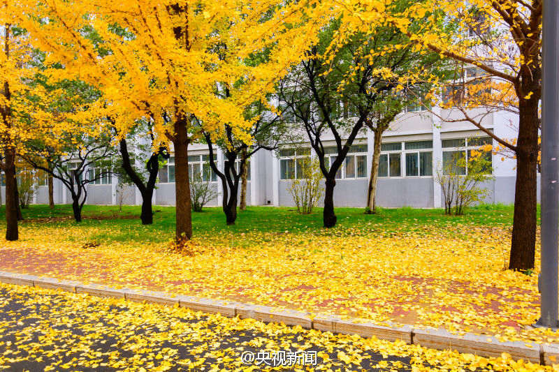 선양 대학교를 황금빛으로 물들인 은행나무