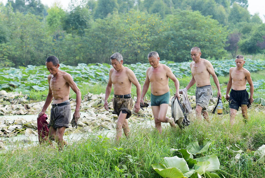 ‘연뿌리 캐는 사람들’… 더위, 모기와 싸우는 생업 현장