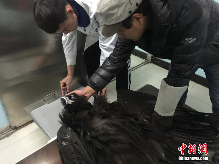 선양 날짐승 보호 센터, 곤경에 빠진 날짐승은 우리가 구한다