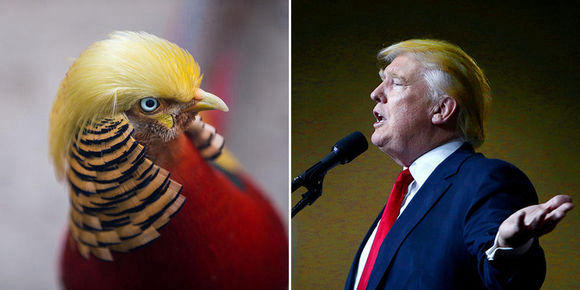 항저우 동물원의 ‘금계’ 인기… 트럼프와 닮았나?