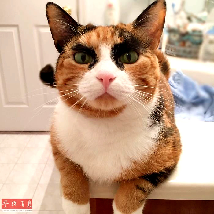 “나 화 안 났어요!” 짙은 눈썹이 매력적인 고양이 화제