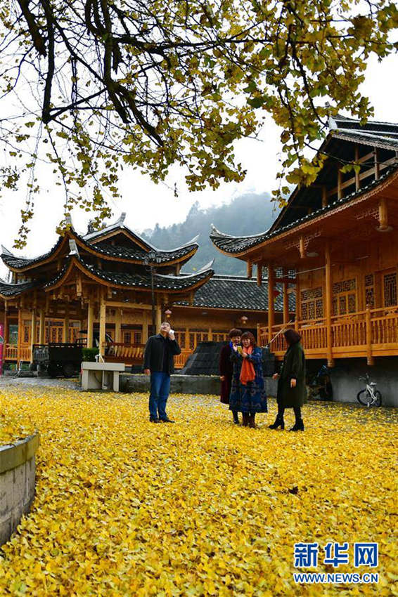 관광객 반기는 후베이 1500살 은행나무