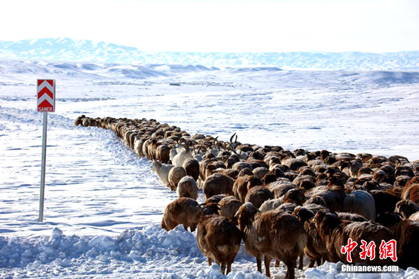 신장 북부, 10만 마리 가축의 겨울 大이동