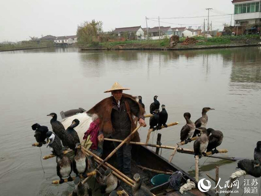 장쑤 50년째 가마우지 어업 이어가는 어민, 계승인 필요해!