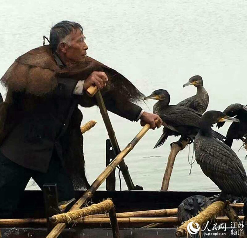 장쑤 50년째 가마우지 어업 이어가는 어민, 계승인 필요해!