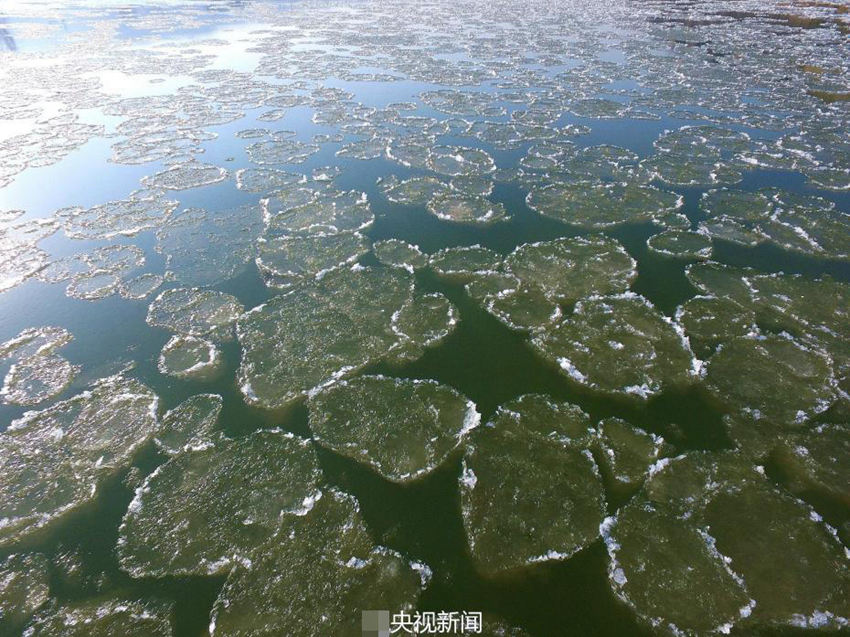 황허에 나타난 ‘얼음 연잎’
