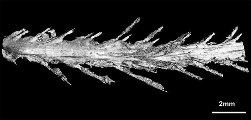 1억 년 전 화석 발견, 공룡 꼬리에 자라난 깃털?