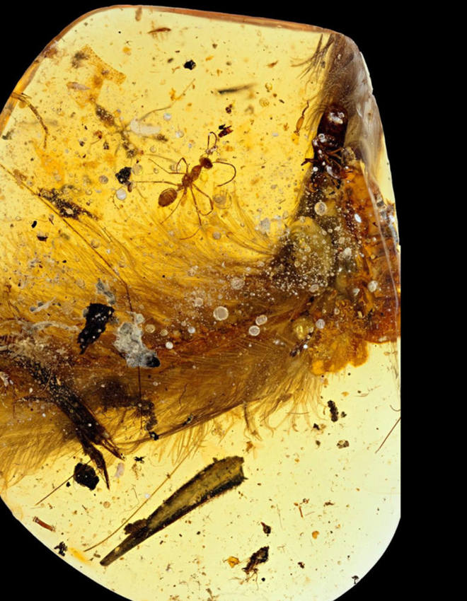 1억 년 전 화석 발견, 공룡 꼬리에 자라난 깃털?