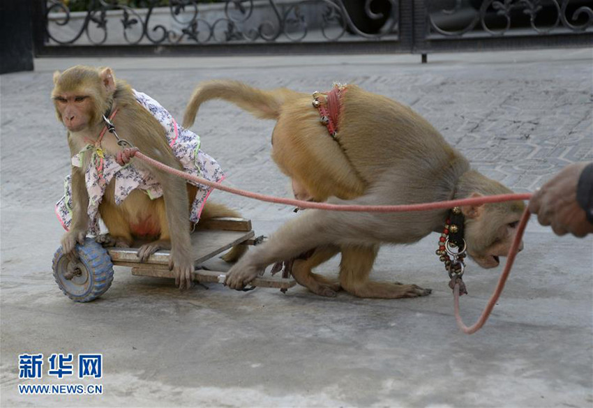 [세상만사] 인도 길거리의 원숭이 곡예