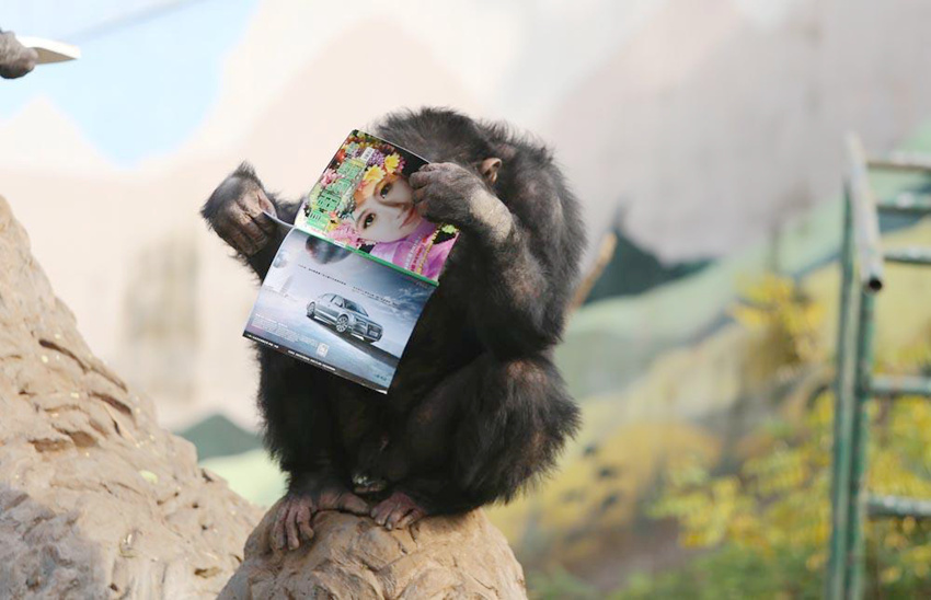 공부하는 침팬지 본 적 있어? 동물원에서 책 읽는 침팬지 화제
