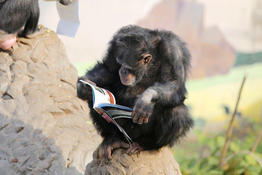 공부하는 침팬지 본 적 있어? 동물원에서 책 읽는 침팬지 화제