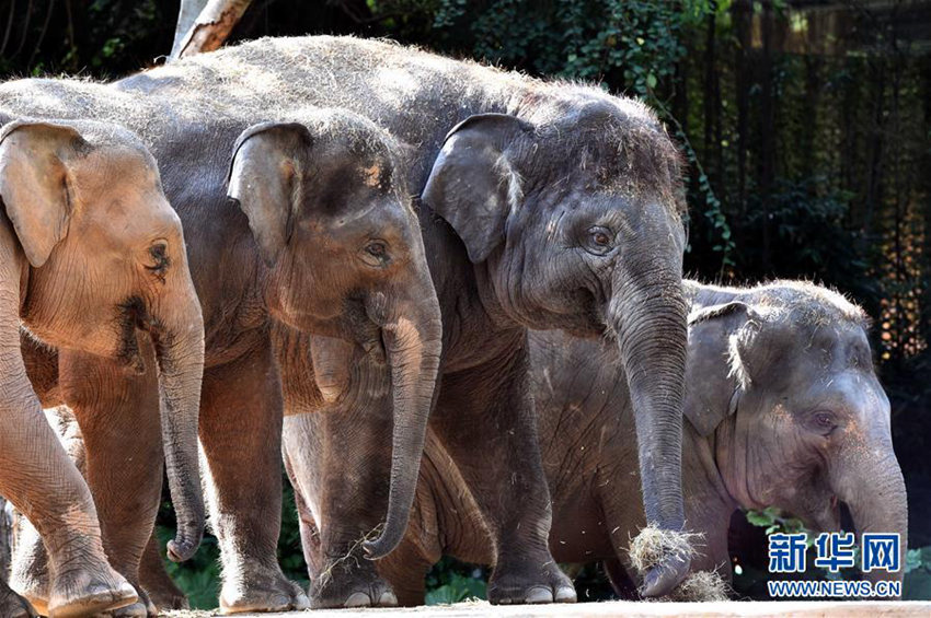 포근한 겨울, 광저우 동물원의 귀여운 동물들
