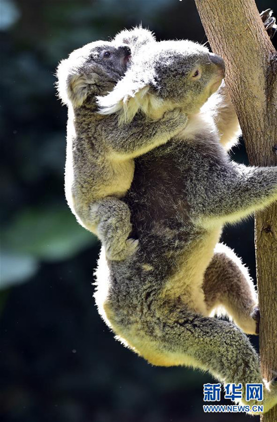 포근한 겨울, 광저우 동물원의 귀여운 동물들