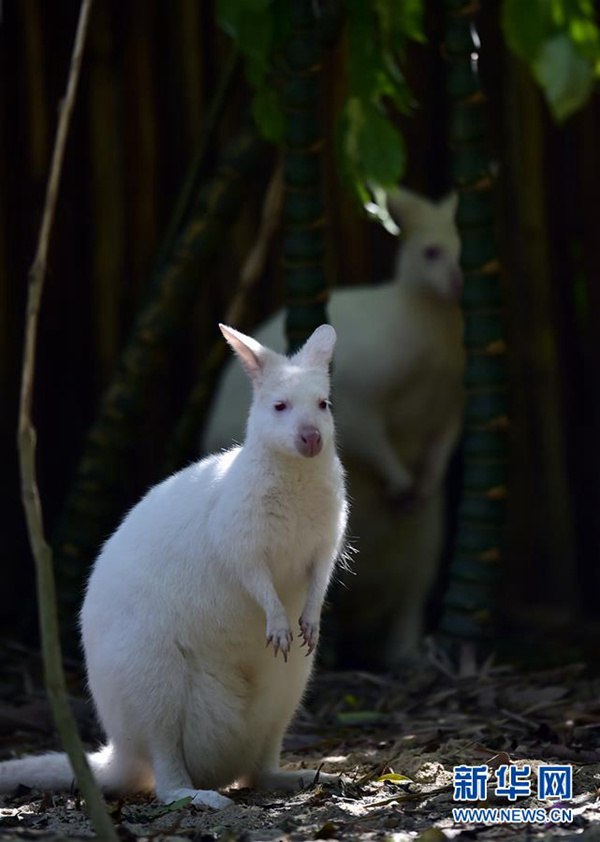포근한 겨울, 광저우 동물원의 귀여운 동물들