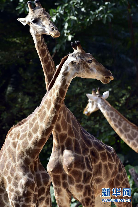 포근한 겨울, 광저우 동물원의 귀여운 동물들