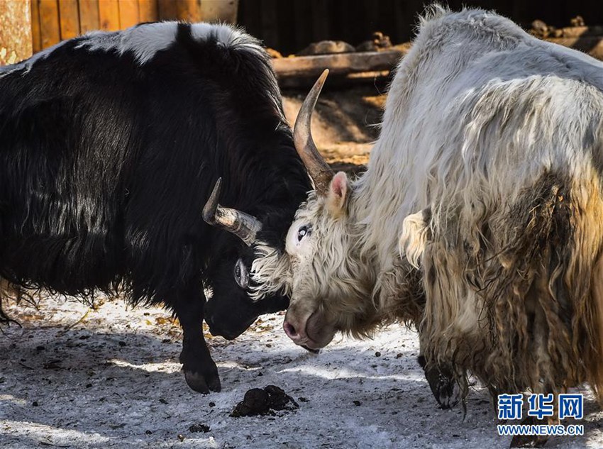 판다 동북호랑이 야크… 중국 동북부에 사는 동물들의 겨울나기