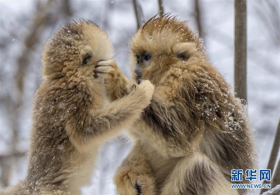 후베이 선눙자에 사는 들창코원숭이, 개체수 1300마리까지 늘었다