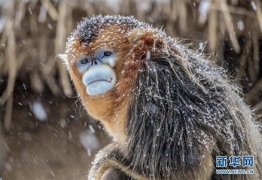 후베이 선눙자에 사는 들창코원숭이, 개체수 1300마리까지 늘었다