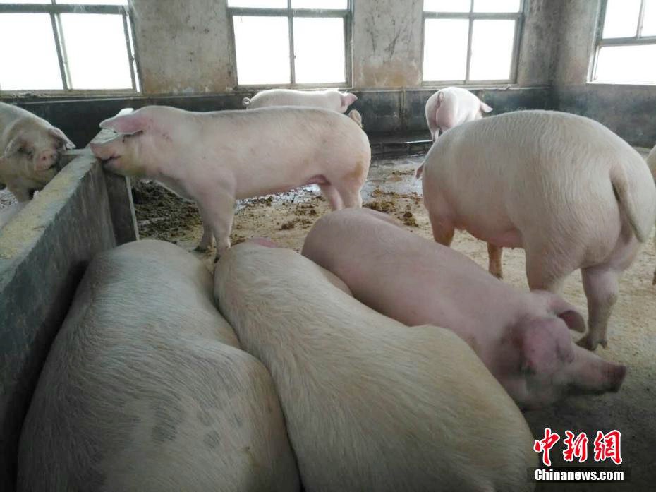 정저우 양돈장… 0.5톤 넘는 ‘자이언트 돼지’ 길러