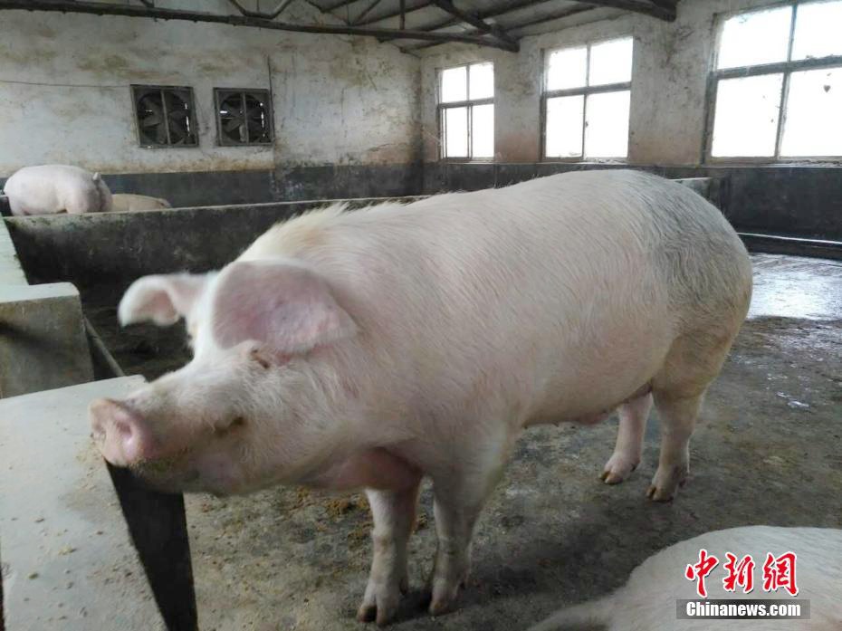정저우 양돈장… 0.5톤 넘는 ‘자이언트 돼지’ 길러