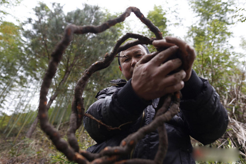 원저우 민간 약초 한의사, 산중에서 캔 약초로 치료