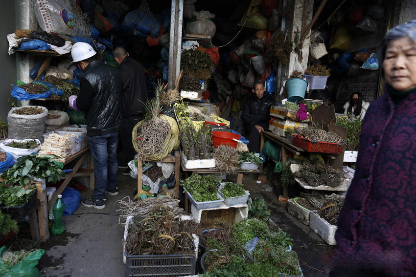 원저우 민간 약초 한의사, 산중에서 캔 약초로 치료