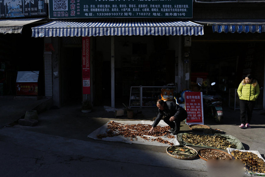 원저우 민간 약초 한의사, 산중에서 캔 약초로 치료