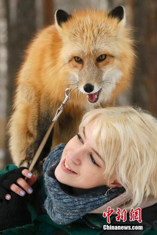 러시아 미녀 사육사와 여우의 꿀잼 케미 사진 공개! 따뜻해