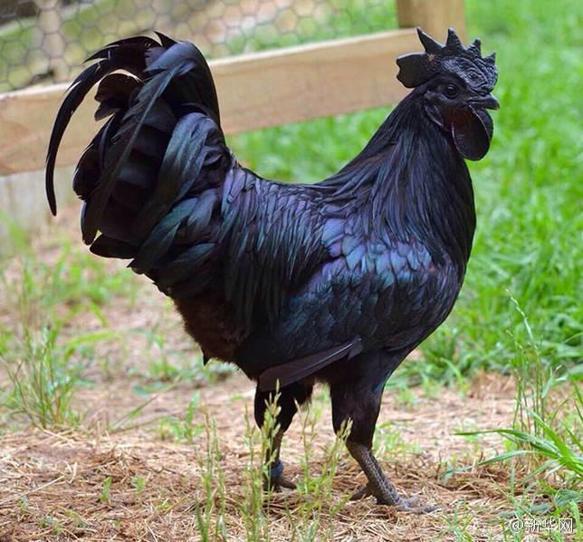 인니 오장육부까지 모두 검은색인 ‘닭’! 닭 중의 ‘람보르기니’