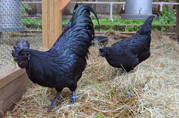 인니 오장육부까지 모두 검은색인 ‘닭’! 닭 중의 ‘람보르기니’