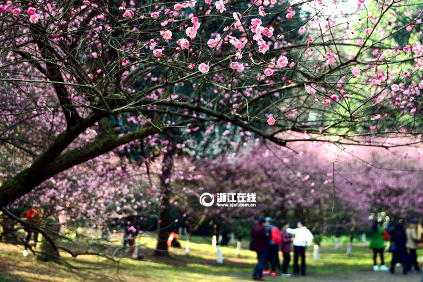 중국 항저우 기온 21℃, 매화꽃 활짝 피어나