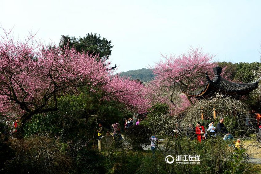 중국 항저우 기온 21℃, 매화꽃 활짝 피어나